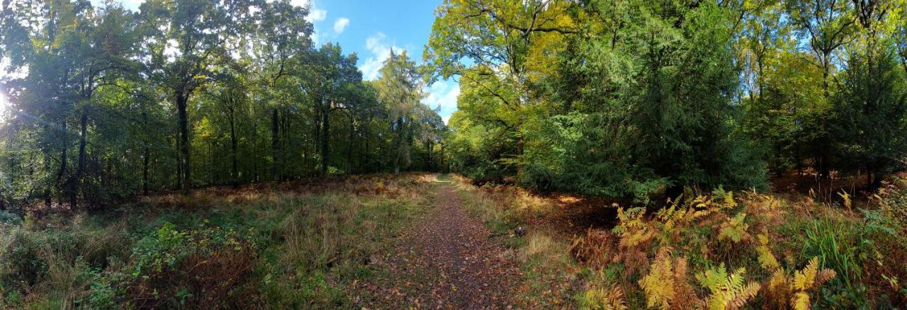 The Beehive - Self Catering In The Heart Of The Forest Of Dean Whitecroft Dış mekan fotoğraf